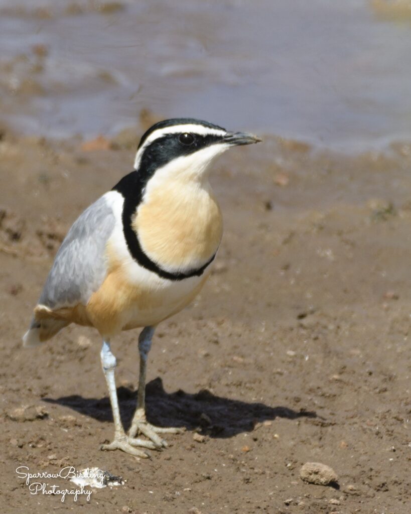 Egyptian Plover at Central River The Gambia (Nov 2023)