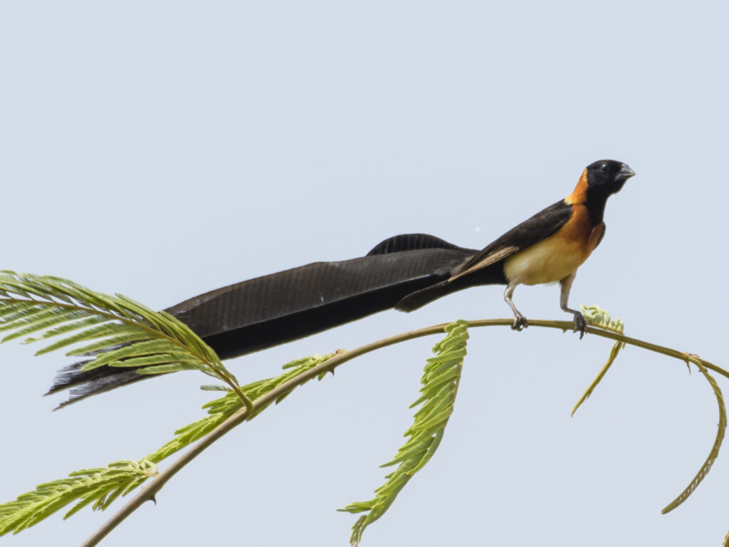 Sahel Paradise Whydah, Morgan Kunda on a tour with SparrowBirding