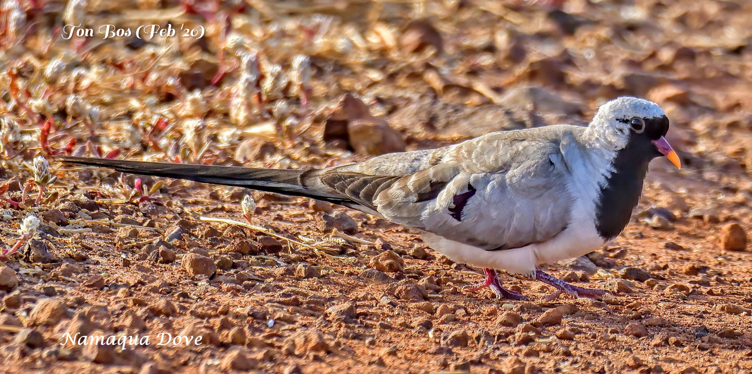 White-face Whistling Duck, Kartung The Gambia