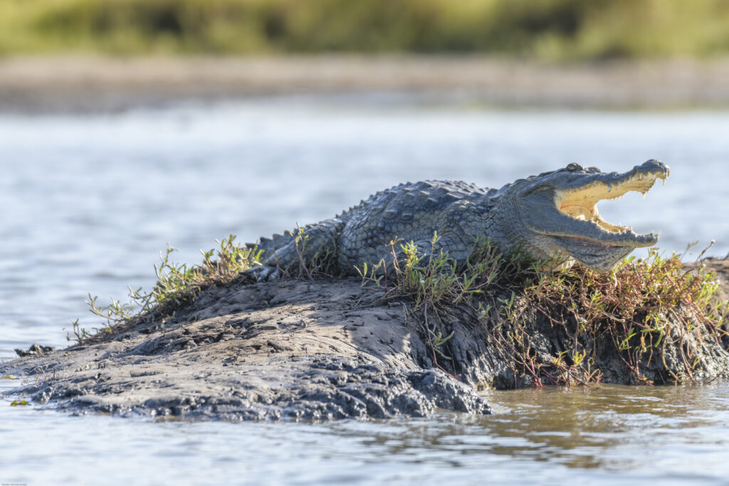 Crocodile - Marakissa