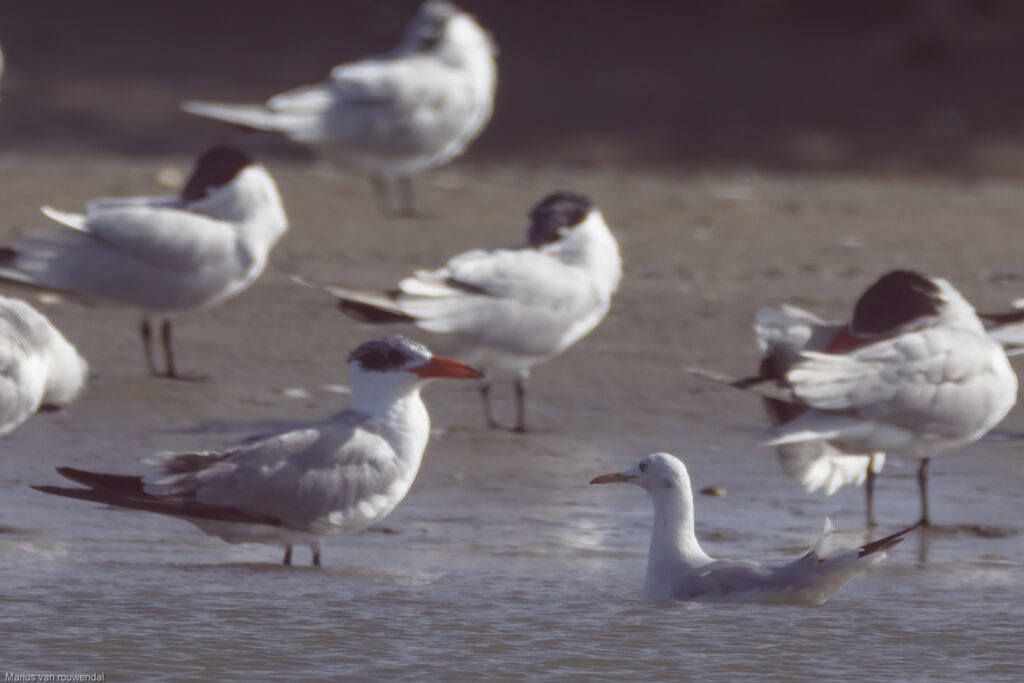 Slender-billed Gull and Caspian Tern at Kartong on a boat trip with SparrowBirding