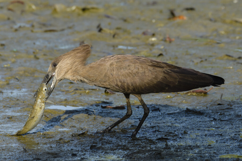 Hamerkop - Kotu Bridge