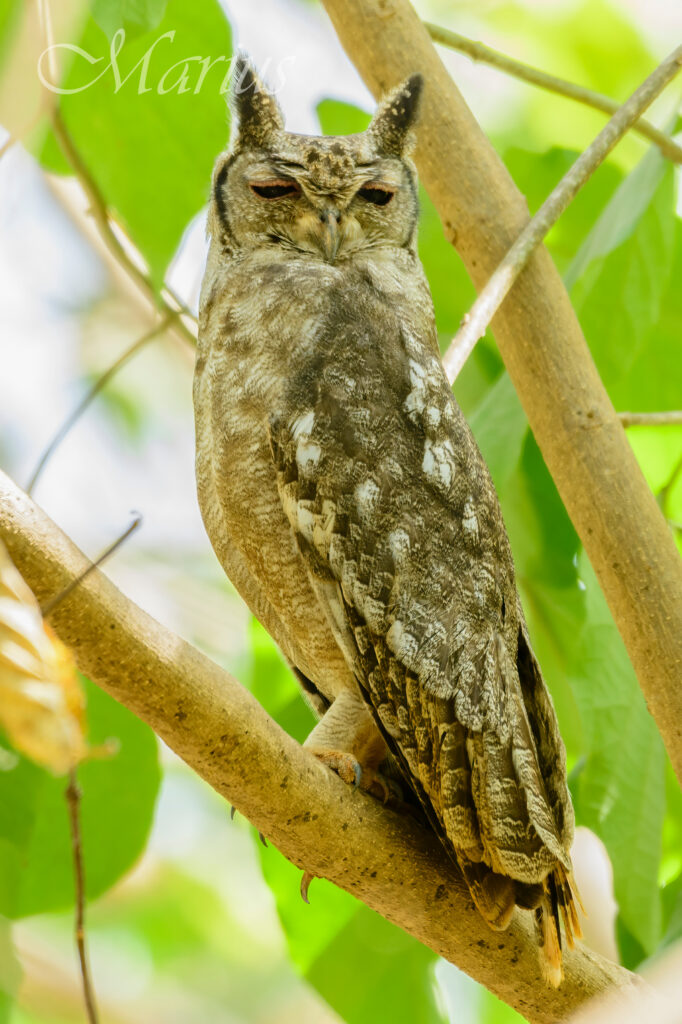 Grayish Eagle Owl - Farasutu forest Jan'25