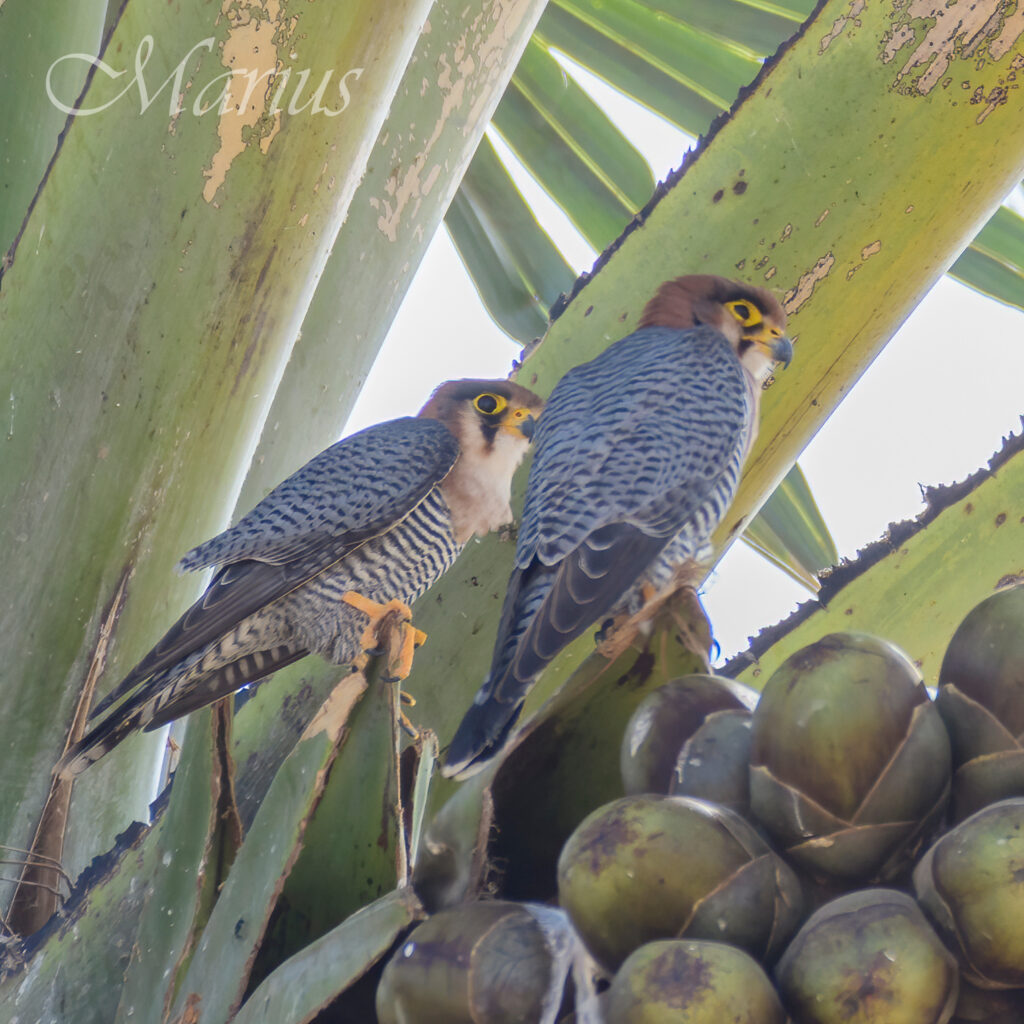 Red-necked Falcons - Barra Jan'25