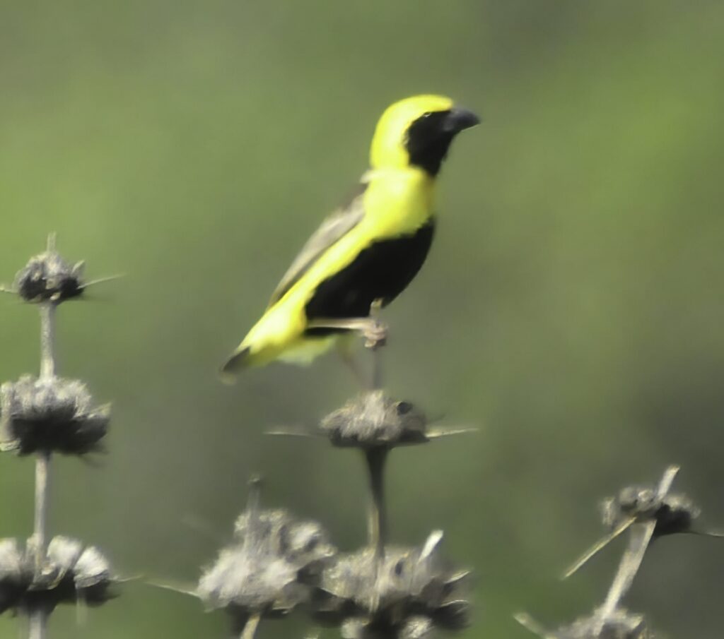 Yellow-crowned Bishop
