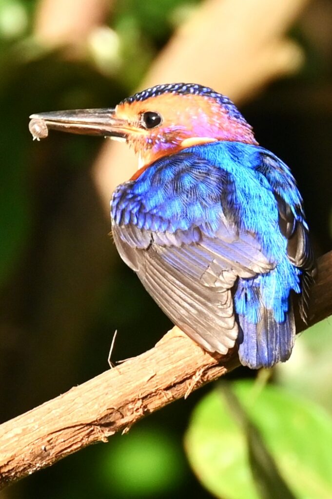African Pygmy Kingfisher- Paul Winsen (Dec'25)