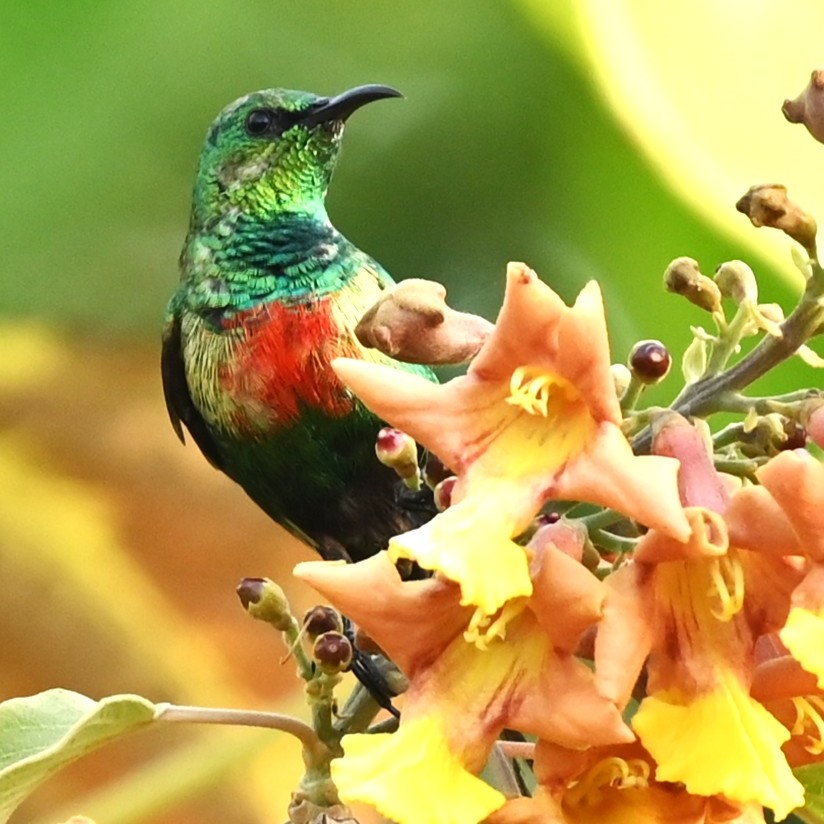 Beautiful Sunbird - Paul Winsen (Dec'25)