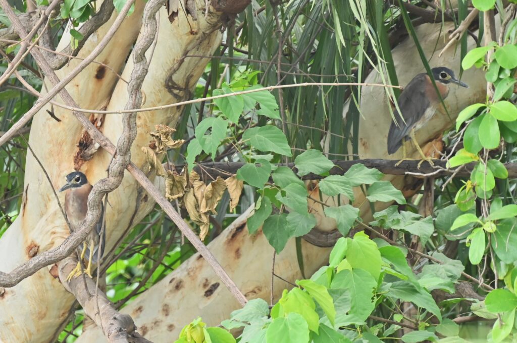 Black-crowned Night Heron -Paul Winsen (Dec'25)