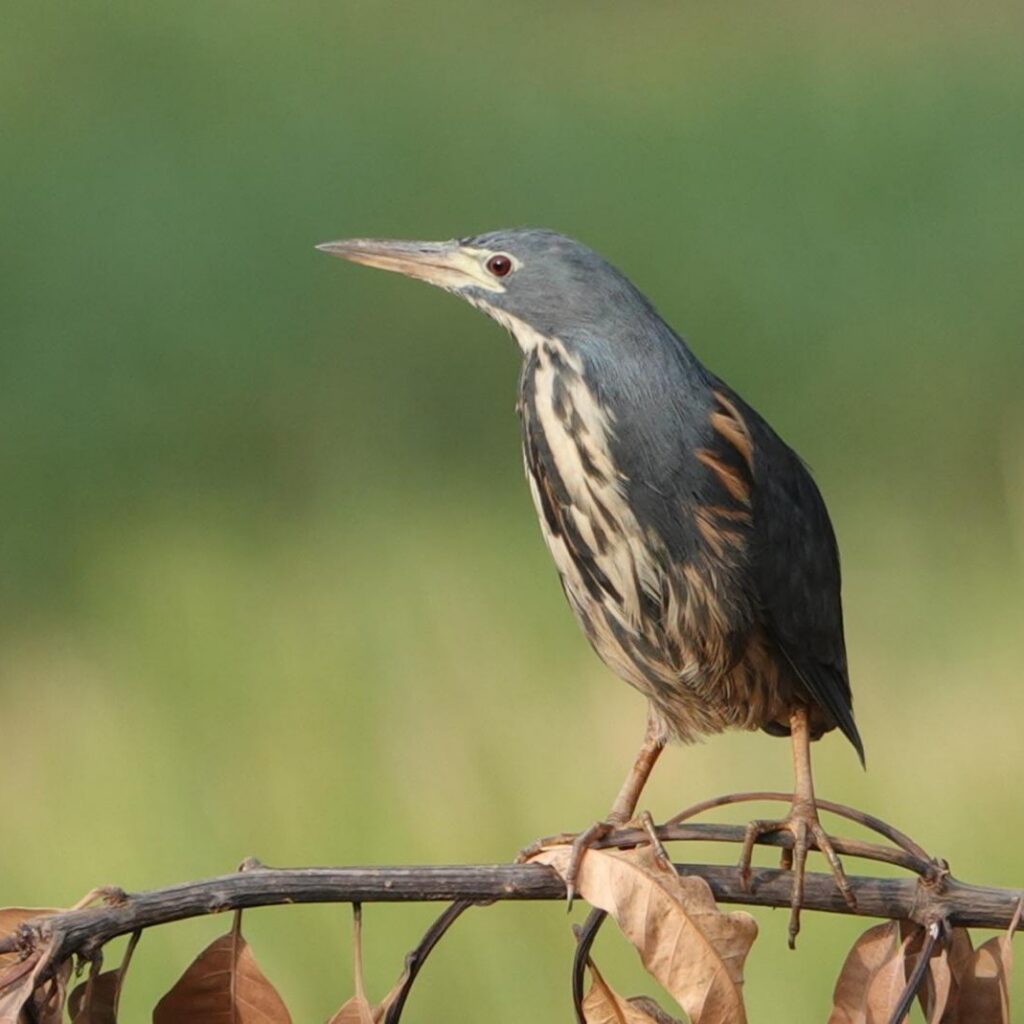 Dwarf Bittern - Juda van Rems (Dec'25)