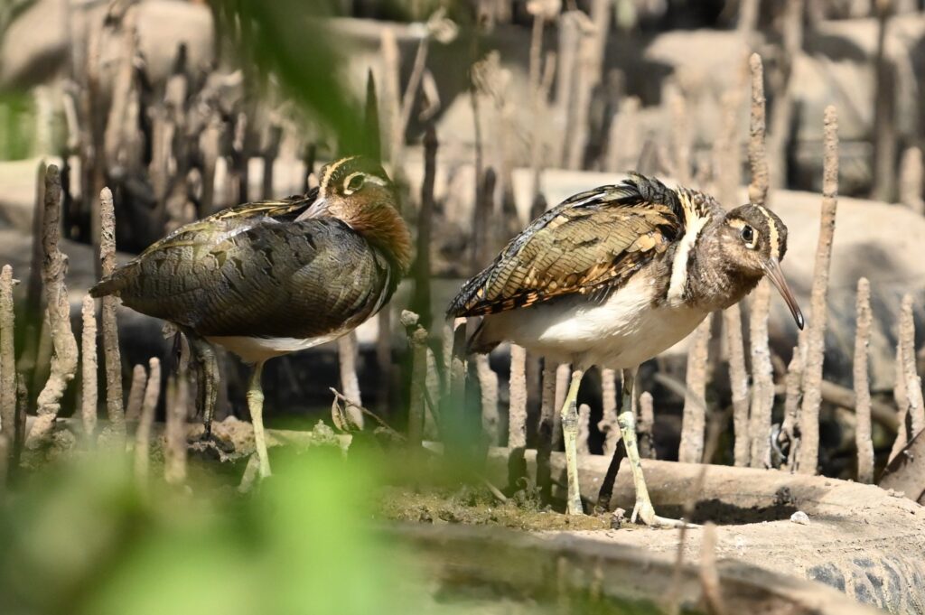 Greater Painted Snipe -Paul Winsen (Dec'25)