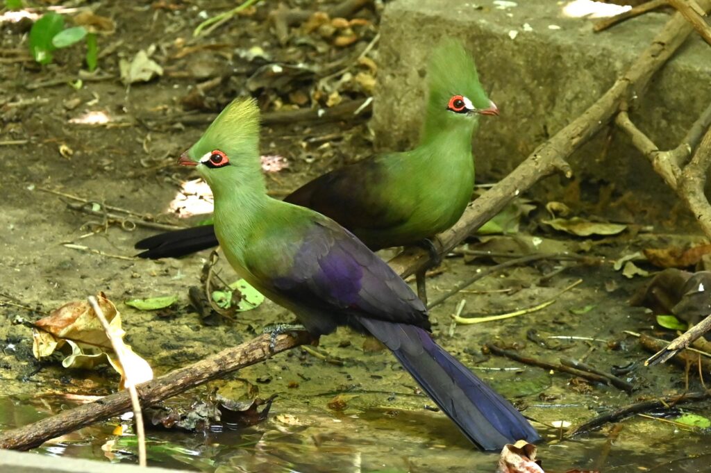 Green Turaco - Paul Winsen (Dec'25)