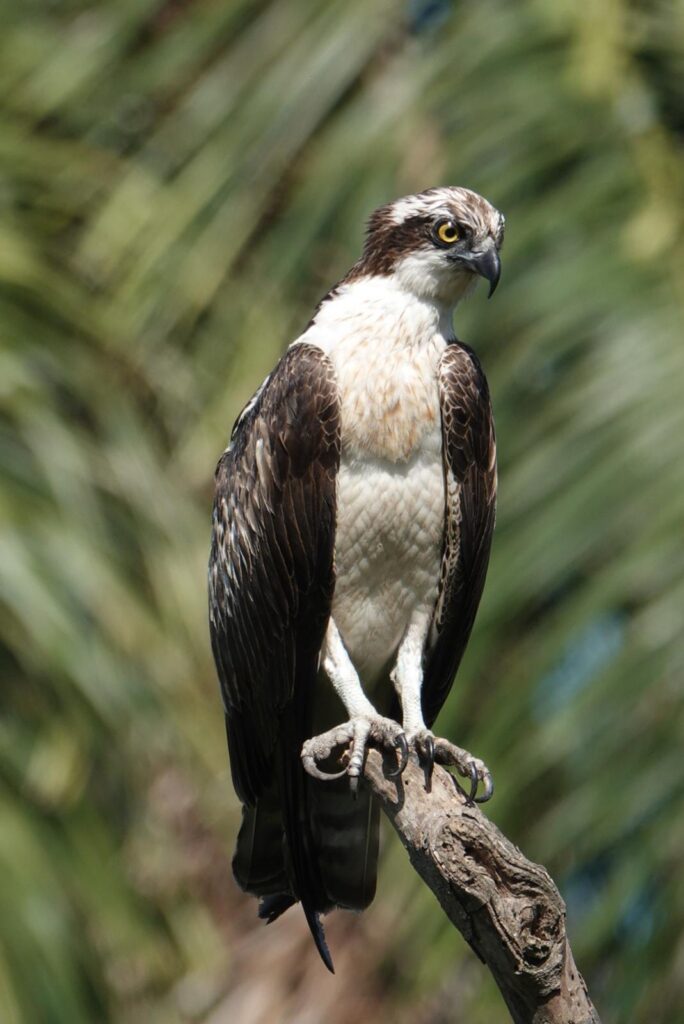 Osprey - Juda van Rems (dec'25)
