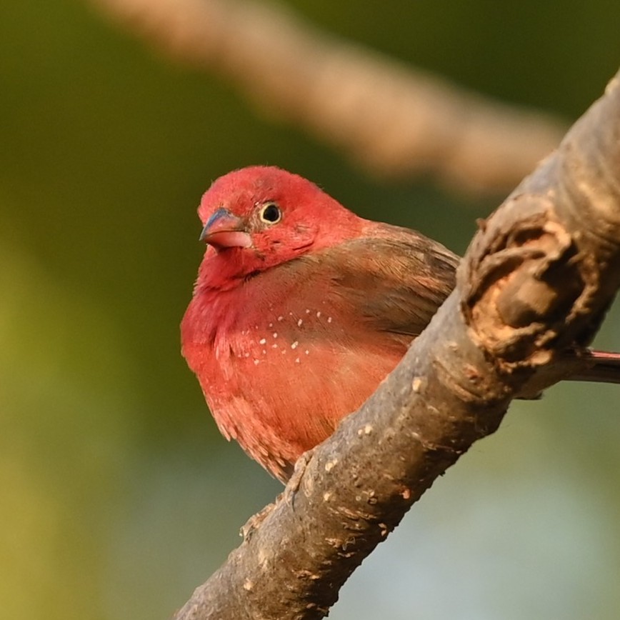 Red-billed Firefinch - Paul Winsen (Dec'25)