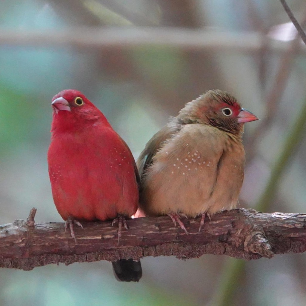 Red-billed Firefinch - Juda van Rems (dec'25)
