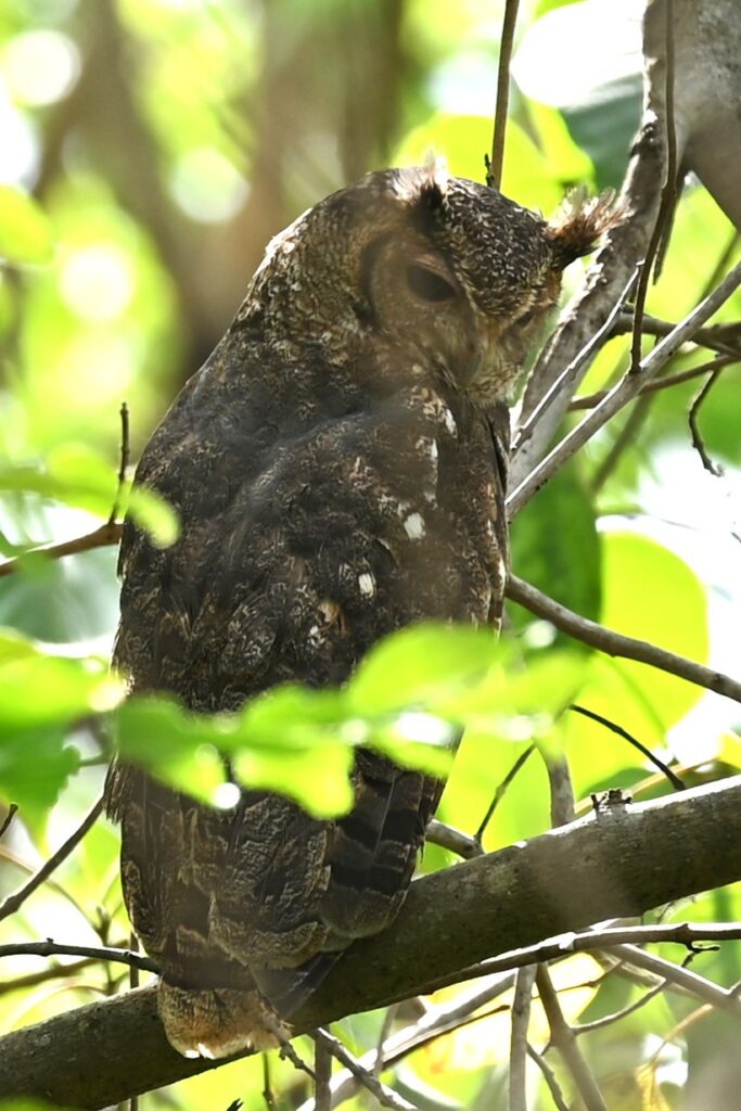 Vereaux's Eagle Owl-Paul Winsen (Dec'25)
